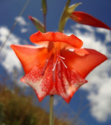 Gladiolus saundersii style branches
